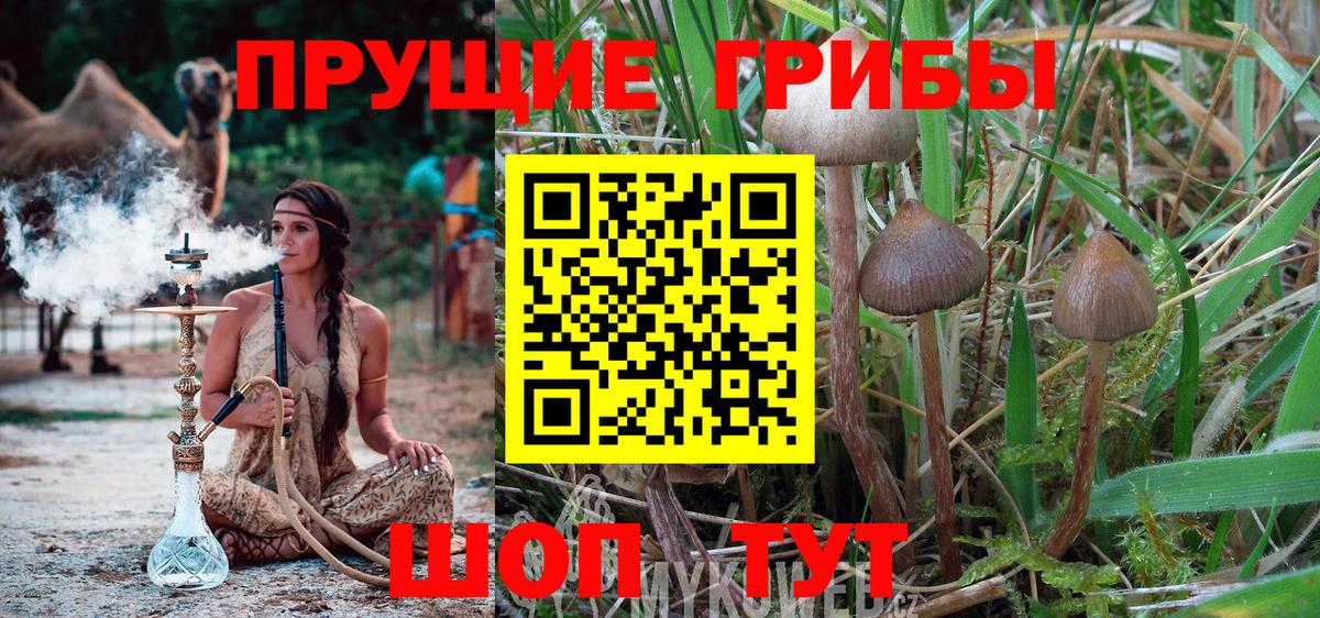 Сарапул  Псилоцибиновые грибы Psilocybine cubensis  Псилоцибиновые грибы Psilocybine cubensis  Вход с VPN 